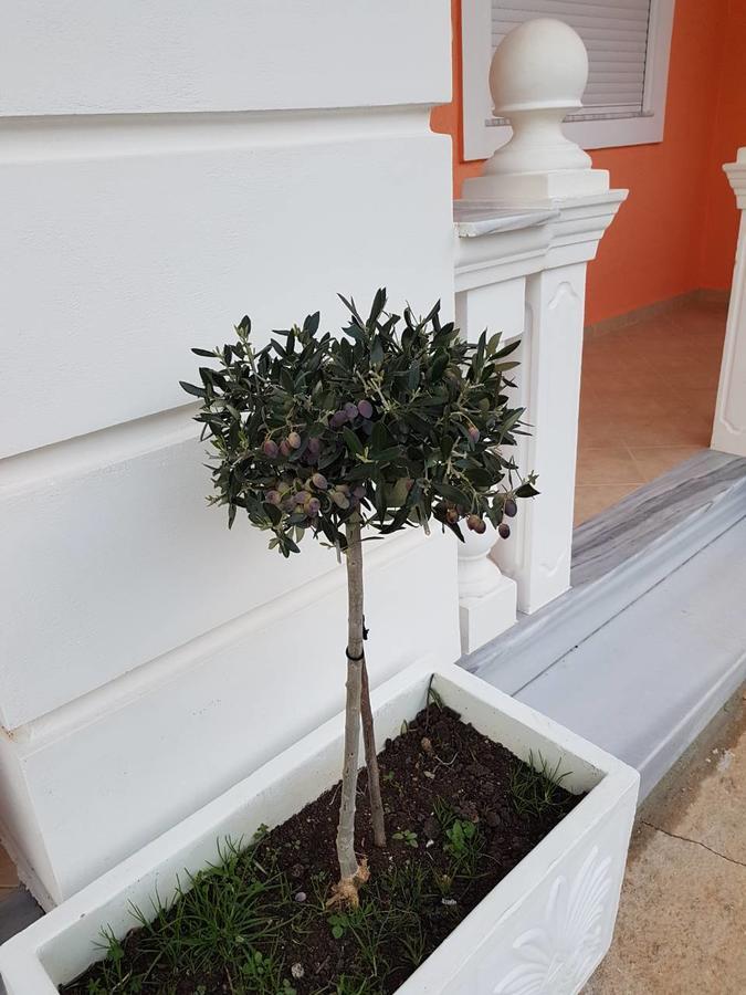Villa Nicolaos คซามิล ภายนอก รูปภาพ